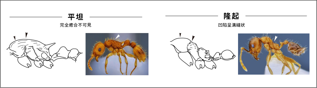 工作區域 38-80_1711607694.jpg